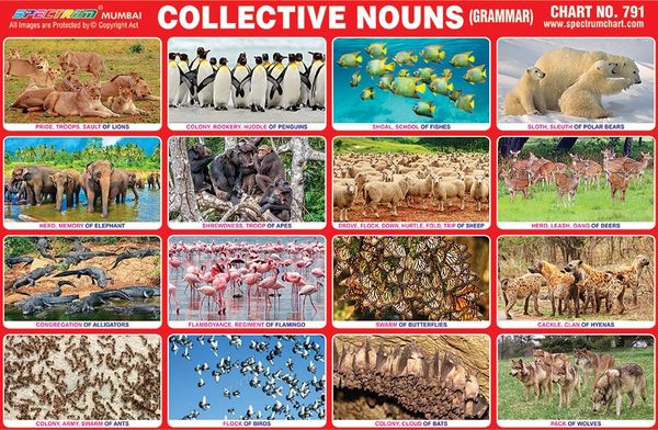 Chart No. 791 - Collective Nouns (Grammar)