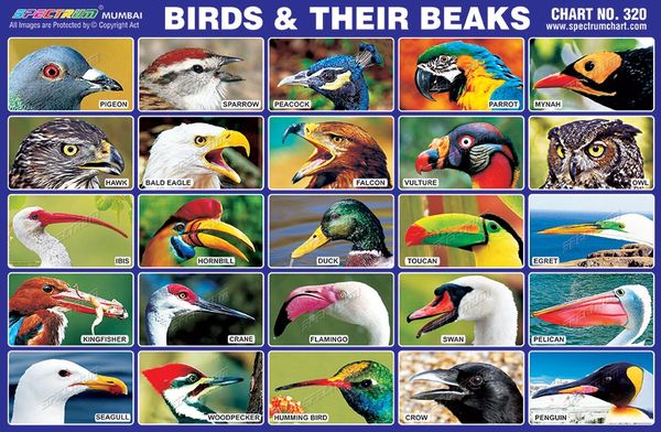 chart-no-320-birds-their-beaks