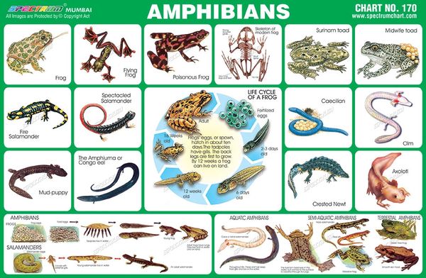 Spectrum Educational Charts Chart 170 Amphibians - Gambaran