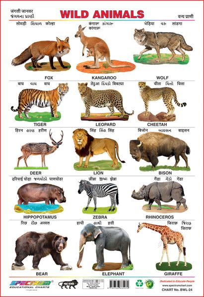 Spectrum Educational Wall Charts (Set of 5) : (Wild Animals, Domestic  Animals, Fruits, Vegetables & Hindi Varnamala ) (