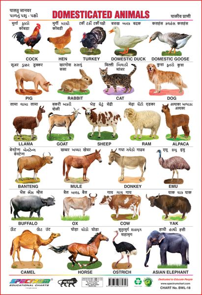 Spectrum Educational Wall Charts (Set of 5) : (Wild Animals, Domestic  Animals, Fruits, Vegetables & Hindi Varnamala ) (