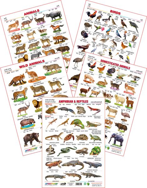 Spectrum Educational Wall Charts (Set of 5) : (Wild Animals, Domestic