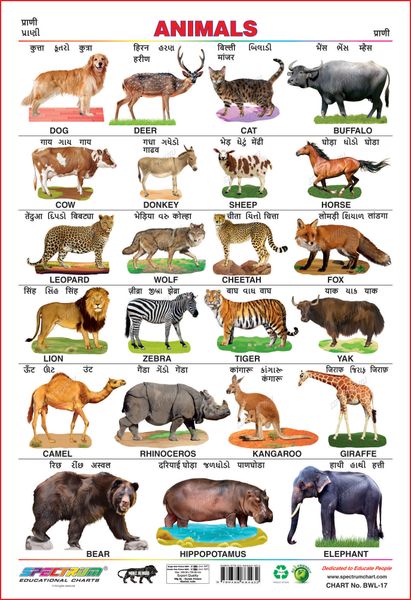 Spectrum Educational Wall Charts Set Of 5 Wild Animals Domestic Animals English Alphabet Animals Birds