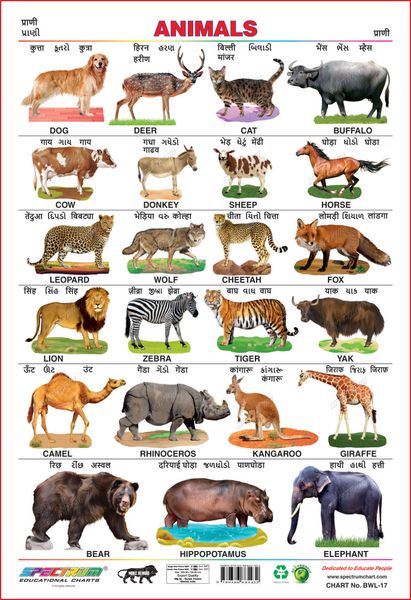 Spectrum Educational Wall Charts (Set of 5) : (Animals, Birds, Amphibian &  Reptiles, Transport & Domestic Animals) (