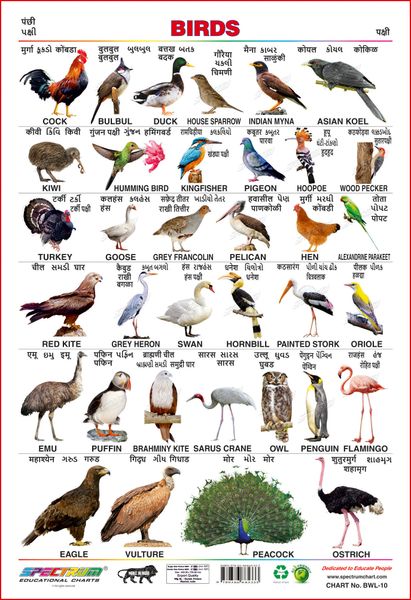 Spectrum Educational Wall Charts (Set of 5) : (Animals, Birds, Amphibian &  Reptiles, Transport & Domestic Animals) (