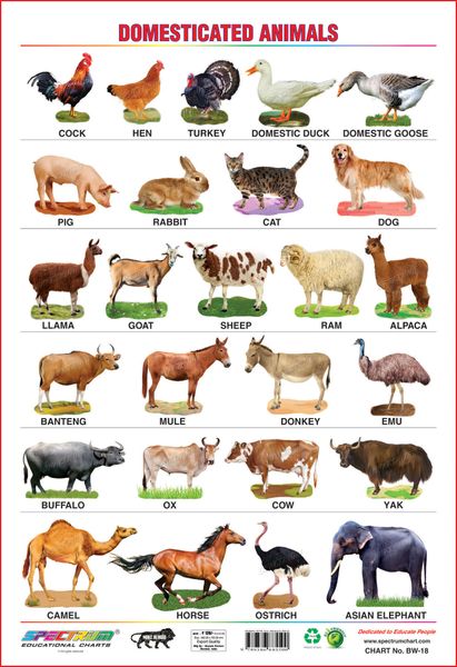 Spectrum Educational Mini Wall Chart (Set of 8) : Set 4 ( Wild Animals , Domestic  Animals , Birds , Colours ,