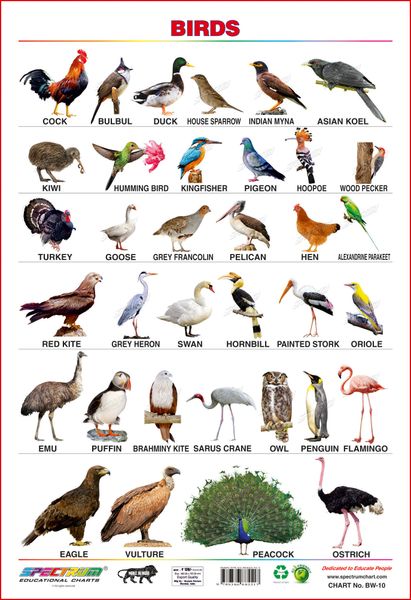 Spectrum Educational Mini Wall Chart (Set of 8) :Set 1 ( English Alphabets  , Birds , Colours , Flowers , Fruits ,