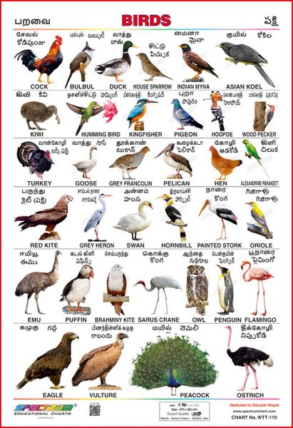 Spectrum Educational Mini Wall Chart (Set of 8) : ( Animals , Birds , Wild  & Domestic Animal , Fruits , Vegetables , Transport & Amphibians & Reptiles  ) (Tamil & Telugu Language)