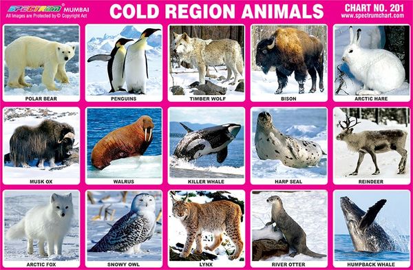 Chart No 201 Cold Region Animals