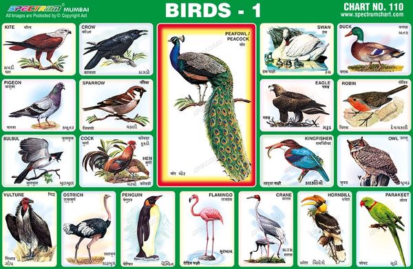 Chart No. 110 - Birds - 1