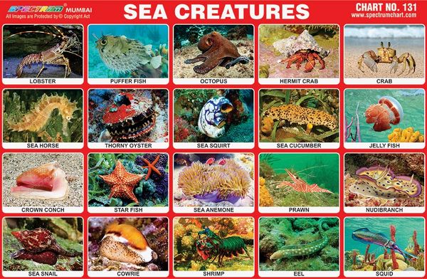 Chart No. 131 - Sea Creatures