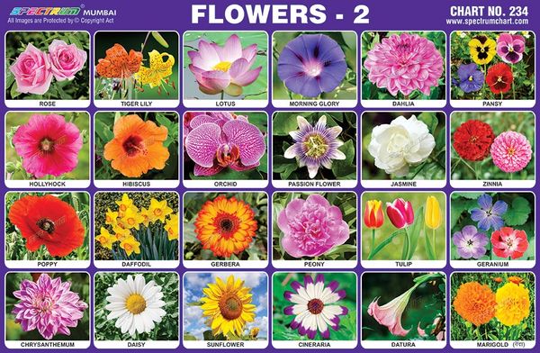Chart No. 234 - Flowers - 2