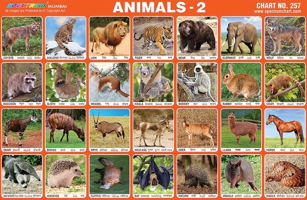 Chart No. 257 - Animals - 2