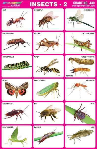 Identifying Insects Chart