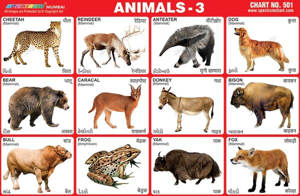 Chart No. 501 - Animals - 3