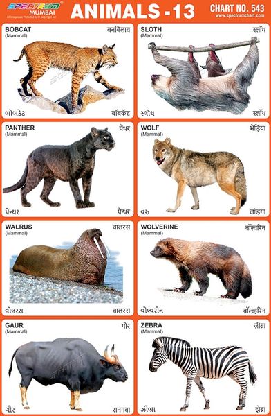 Chart No. 543 - Animals - 13