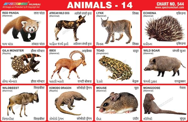 Chart No. 544 - Animals - 14