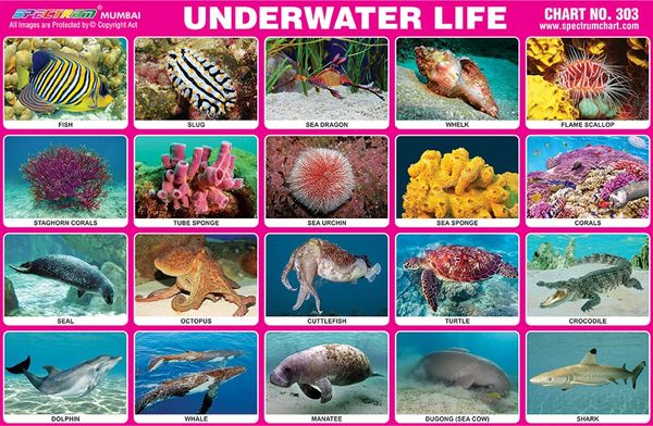 Chart No. 303 - Underwater Life