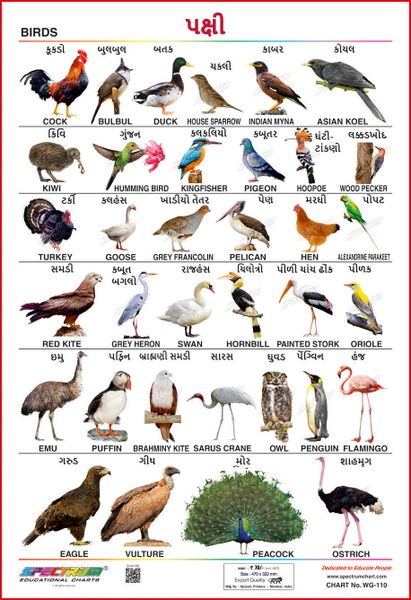 Spectrum Educational Mini Wall Chart Set Of 8 Animals Birds Wild Domestic Animal Flowers Transport Amphibian Reptiles Gujarati Barakhadi English And Gujarati Language Set 18