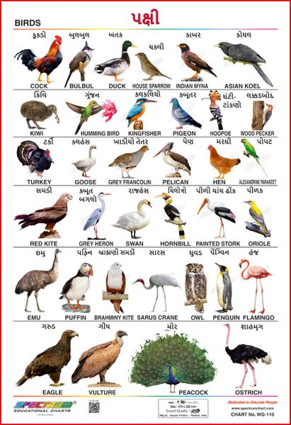 Spectrum Educational Mini Wall Chart Set Of 8 Animals Birds Wild Domestic Animal Flowers Transport Amphibian Reptiles Gujarati Barakhadi English And Gujarati Language Set 18