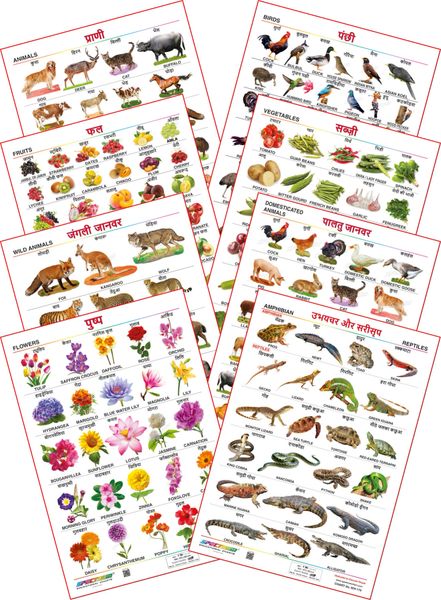 Spectrum Educational Mini Wall Chart Set Of 8 Animals Birds Wild Domestic Animal Fruits Vegetables Amphibian Reptiles Flowers English And Hindi Language Set 14