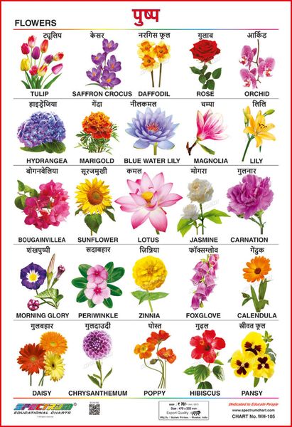 [ベスト] chart name of flowers in hindi 209049-Chart of flowers in hindi