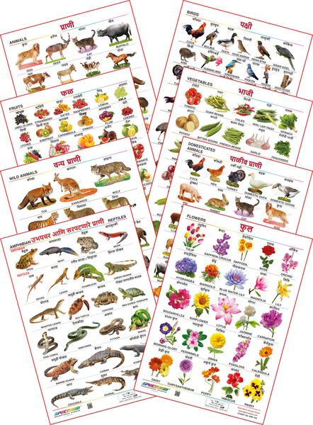 Spectrum Educational Mini Wall Chart (Set of 8) :( Animals , Birds , Wild &  Domestic Animal , Fruits , Vegetables , Amphibian & Reptiles & Flowers )  (English And Marathi Language) Set 14