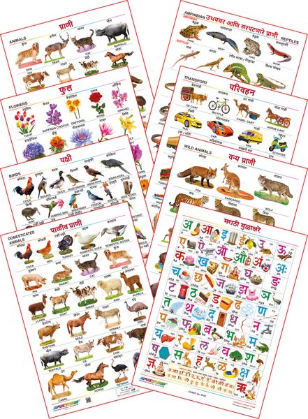 Spectrum Educational Mini Wall Chart (Set of 8) : ( Animals , Birds , Wild  & Domestic Animal , Flowers, Transport , Amphibian & Reptiles & Marathi  Mulakshare ) (English And Marathi Language) Set 18
