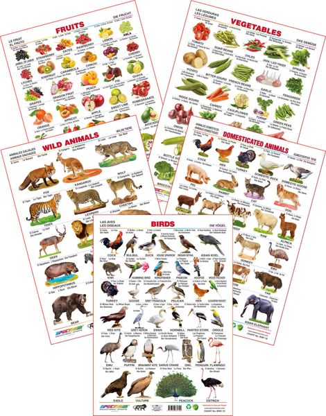 Spectrum Educational Wall Charts Set Of 5 Wild Animals Domestic