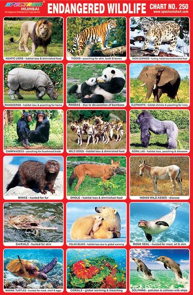 Chart No. 250 - Endangered Wildlife