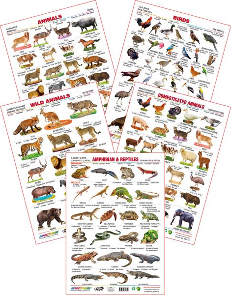 (Wild Animals, Domestic Animals, Amphibian & Reptiles, Animals & Birds ) (  Foreign Language -E,S,F,G ) - Spectrum Educational Wall Charts (Set of 5)