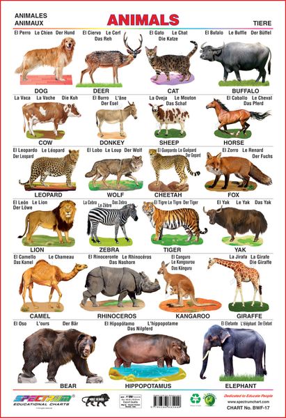Spectrum Educational Wall Charts (Set of 5) : (Wild Animals, Domestic  Animals, Amphibian & Reptiles, Animals &
