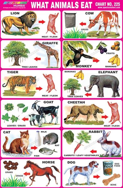 Chart No. 225 - What Animals Eat