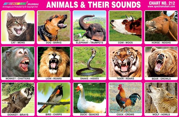 Chart No. 212 - Animals & Their Sounds
