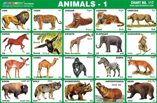 Sikkim Animals Chart With Name Spectrum Educational C - vrogue.co