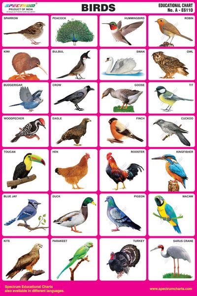 Domestic Birds Chart | ubicaciondepersonas.cdmx.gob.mx