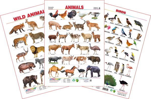 Spectrum Educational Large Wall Charts (Set of 3) : ( Birds , Wild ...