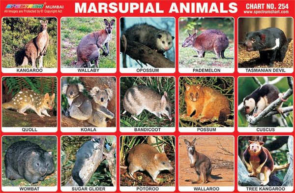 Chart No. 254 - Marsupial Animals