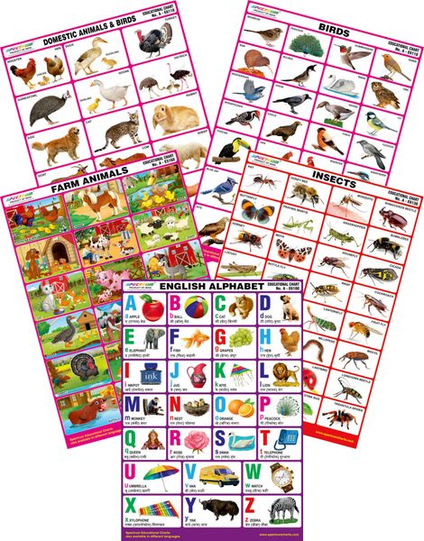 Spectrum Mirror Coat Educational Charts Set Of 5 Set 146 English