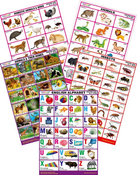 Spectrum Mirror Coat Educational Charts (Set of 5) : Set 149 ( English  Alphabet, Animals & Their Homes, Insect, Domestic Animals & Animals )