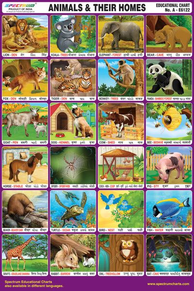 Spectrum Mirror Coat Educational Charts (Set of 5) : Set 153 ( Farm Animals,  Animals & Their Homes,