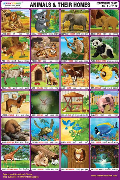 Spectrum Mirror Coat Educational Charts (Set of 5) : Set 156 ( Farm Animals,  Animals & Their Homes,