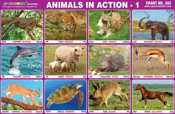 Chart No. 385 - Animals in Action - 1