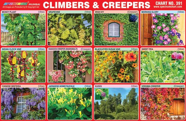 Spectrum Educational Charts: Chart 391 Climbers Creepers, 52% OFF