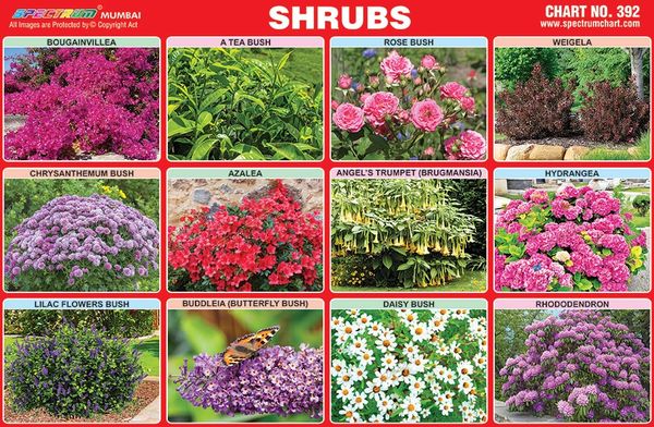 chart-no-392-shrubs