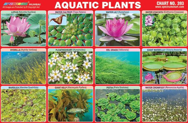 Names Of Aquatic Plants