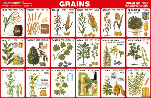 chart-no-153-grains