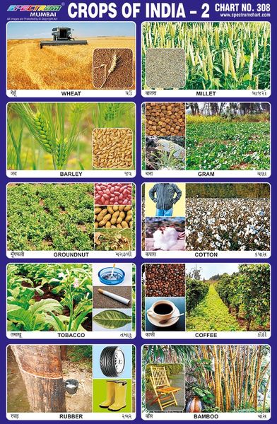 Chart No. 308 - Crops of India - 2