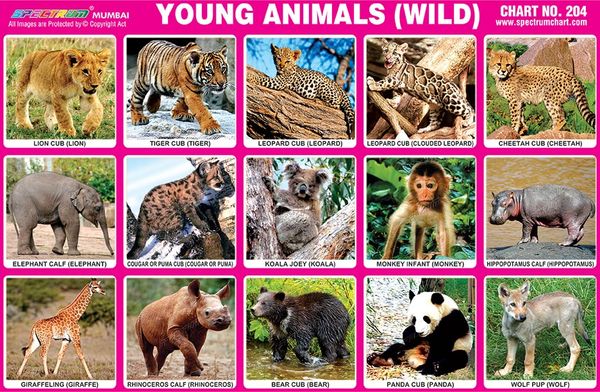 Chart No. 204 - Young Animals (Wild)