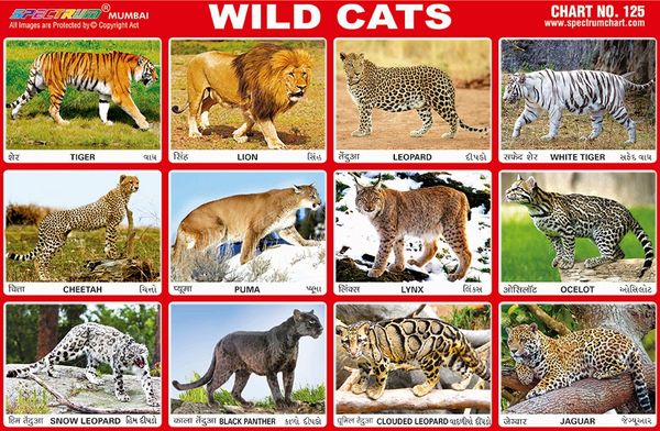 Chart No. 125 - Wild Cats